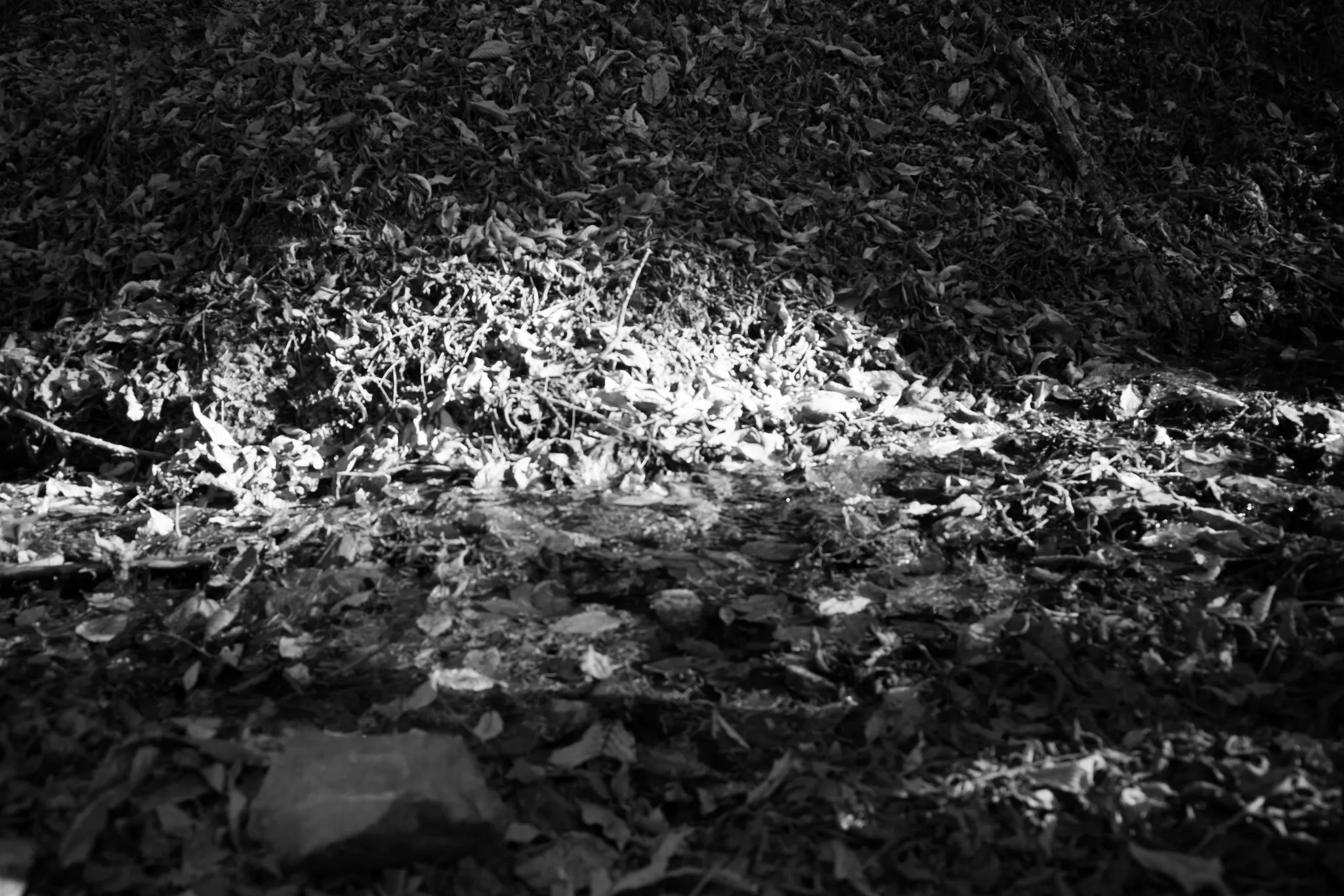 R0009469.jpg